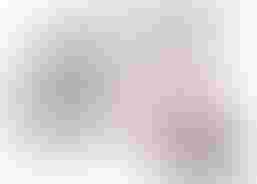 Laufrad Puky LRM Rosa | Varie biciclette | Esotici | velomarkt.ch