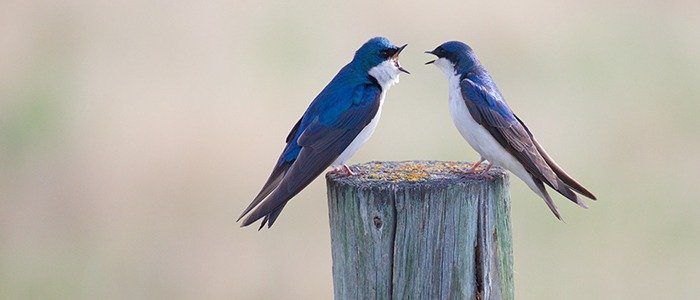 6 Neat Tricks to Improve Your English Pronunciation