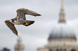 Independent Assessment of Illegal Wildlife Trade in the UK